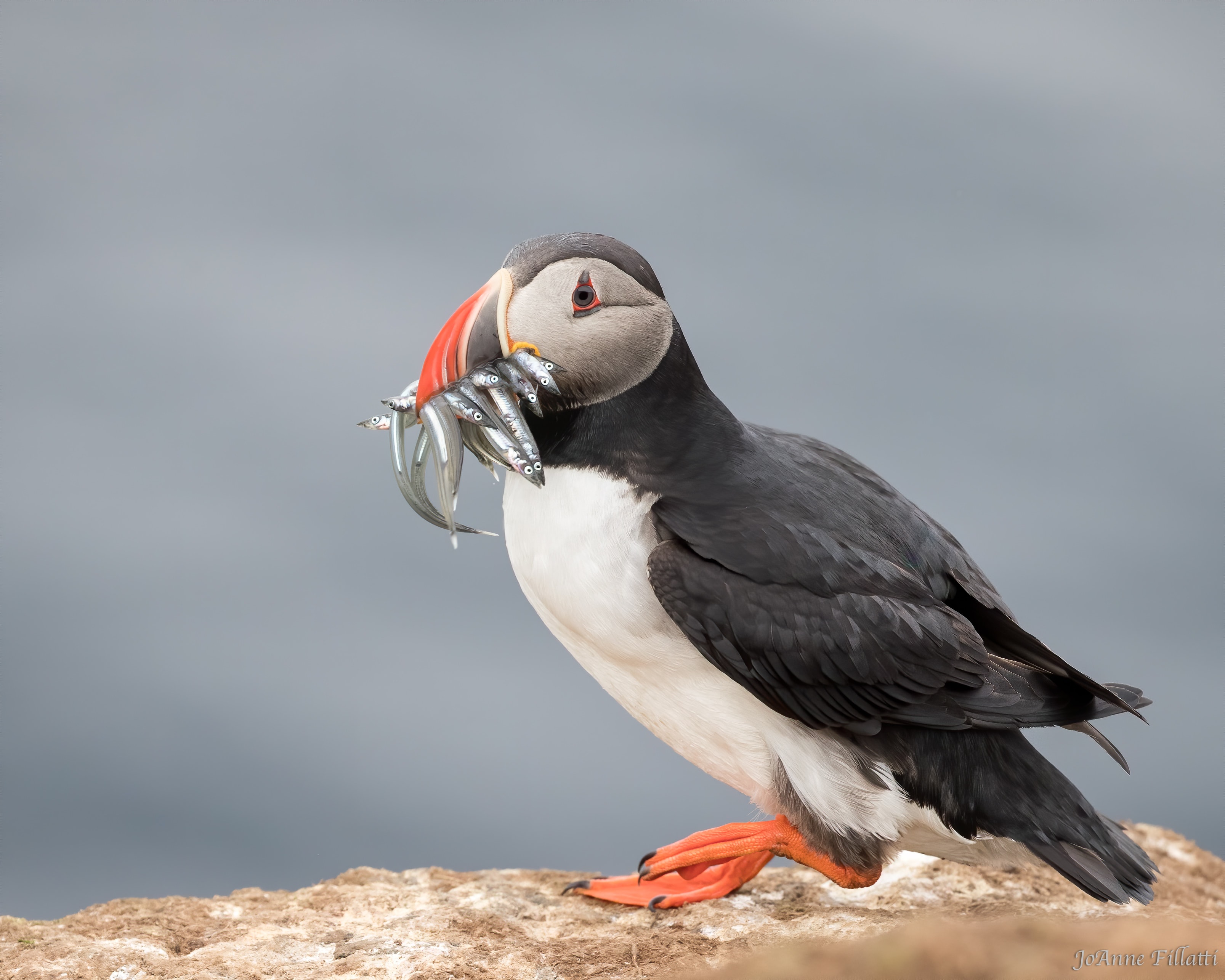 bird of iceland image 5